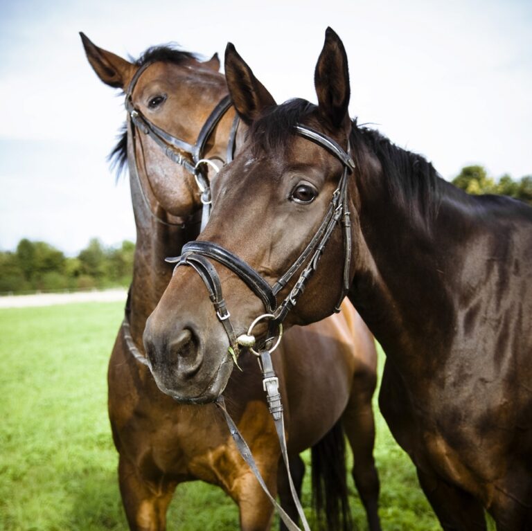 Caballos-al-oido