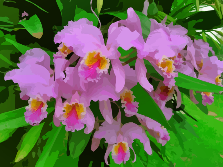 orquídeas Catleyas