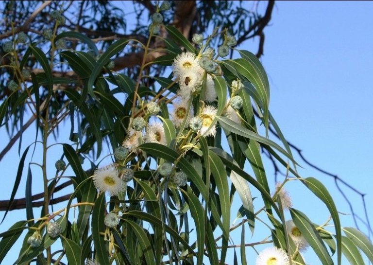 Eucalyptus-globulus
