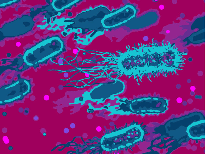 Microbiota: Nuestras bacterias cambian con la edad