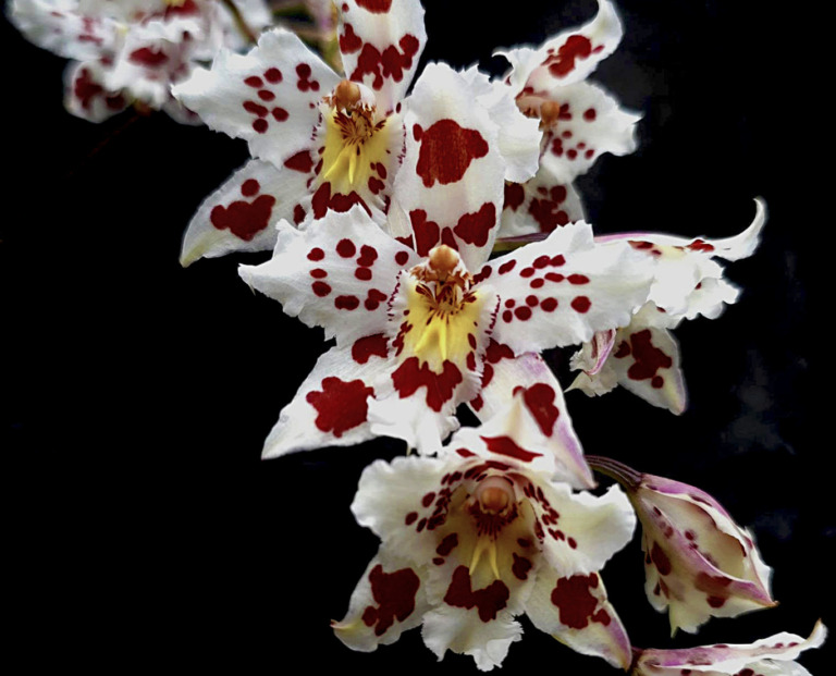od. Crispum varr Pacho