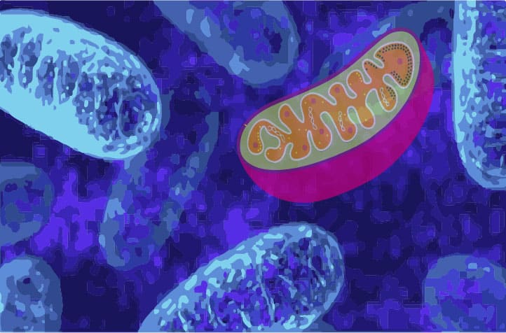 Mitocondrias Prtd (1)
